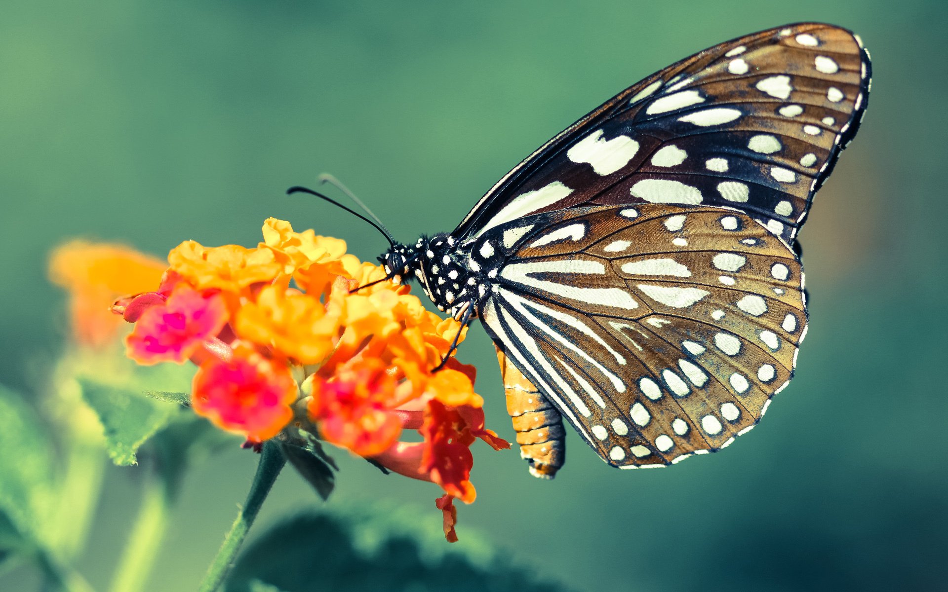 当北京队的铜墙铁壁遇上拉梅洛·鲍尔，一场超越胜负的篮球盛宴