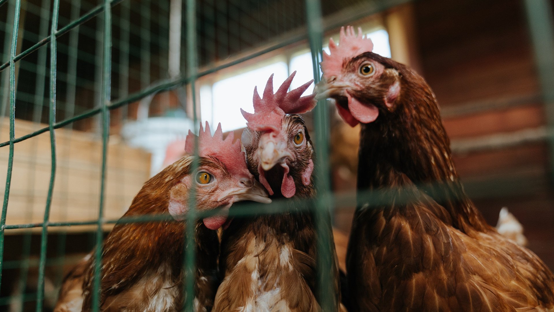 巨人怒潮,恩比德狂飙致胜,76人险胜掘金展露冠军相