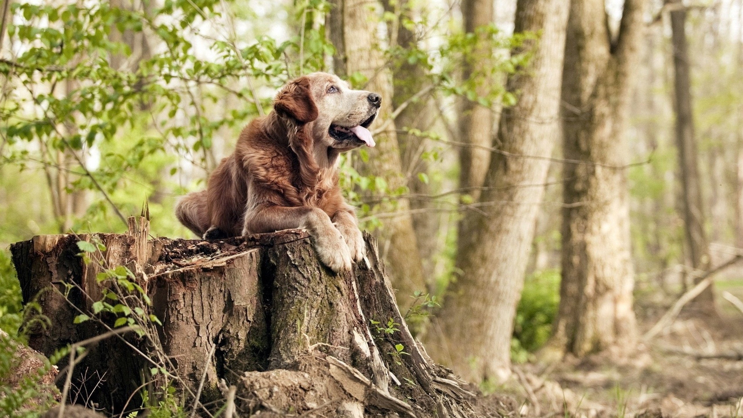 冰与火的缠斗，心与技的淬炼—马克西在世界排名之夜冲破心魔